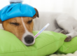 Sick Leave Entitlement Increases, sick dog with ice pack on head