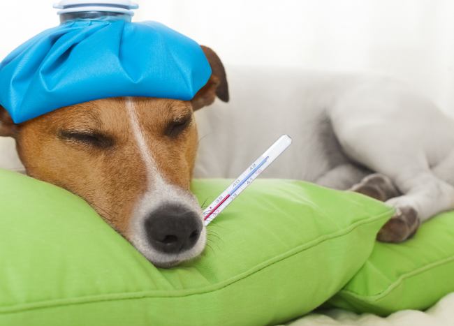 Sick Leave Entitlement Increases, sick dog with ice pack on head