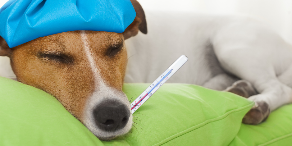 Sick Leave Entitlement Increases, sick dog with ice pack on head